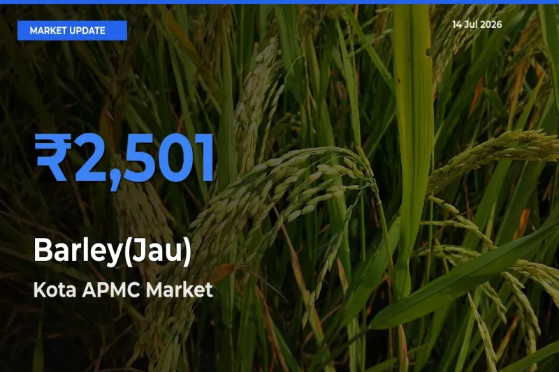 Kota APMC Records Highest ₹2,501 Rate for Barley(Jau)