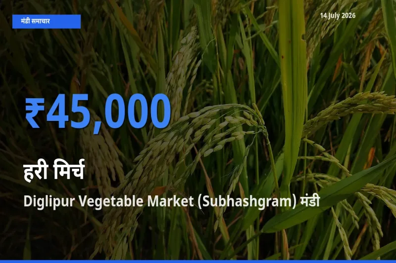 आज हरी मिर्च के सबसे ज़्यादा दाम Diglipur Vegetable Market (Subhashgram) मंडी में दर्ज