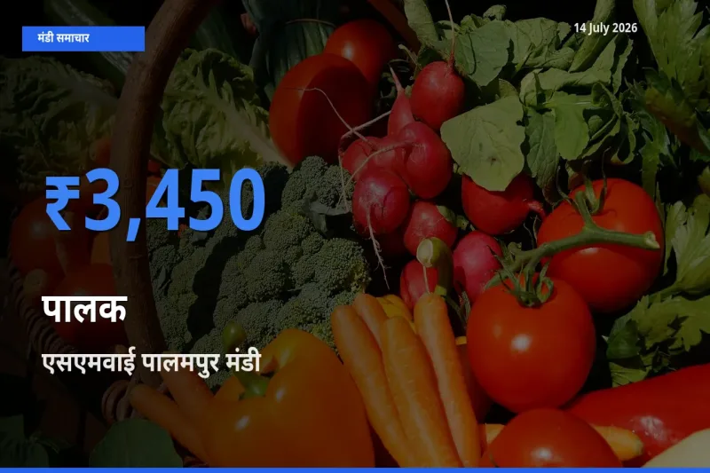 एसएमवाई पालमपुर में पालक का आज सबसे ऊँचा भाव