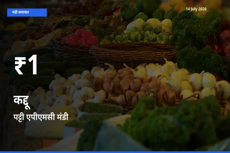 कद्दू के दामों में गिरावट, पट्टी एपीएमसी में 30 दिन का न्यूनतम भाव