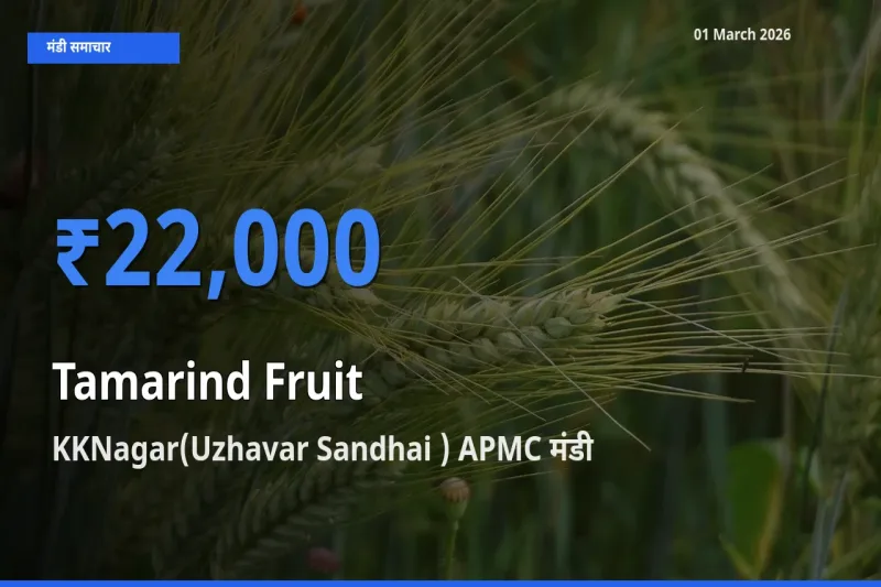 आज का मंडी भाव: Tamarind Fruit के सबसे ज़्यादा दाम KKNagar(Uzhavar Sandhai ) APMC में