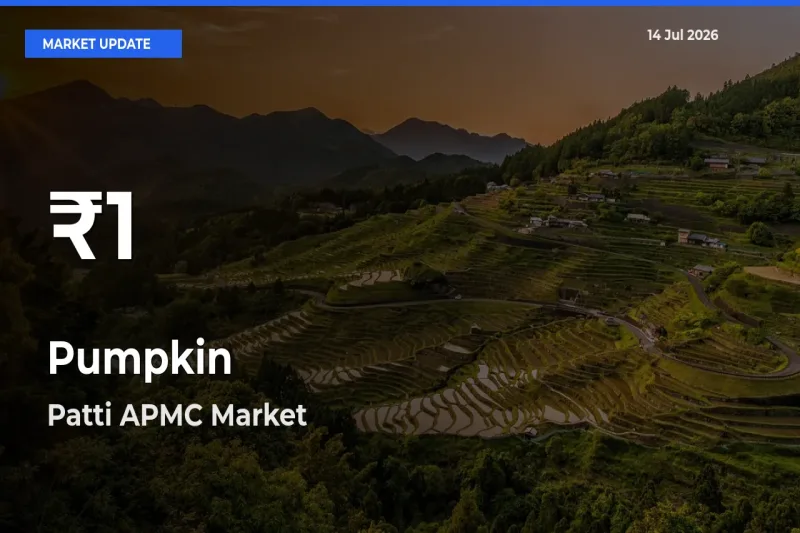 Sharp Fall! Pumpkin Prices Drop to 30-Day Low in Patti APMC