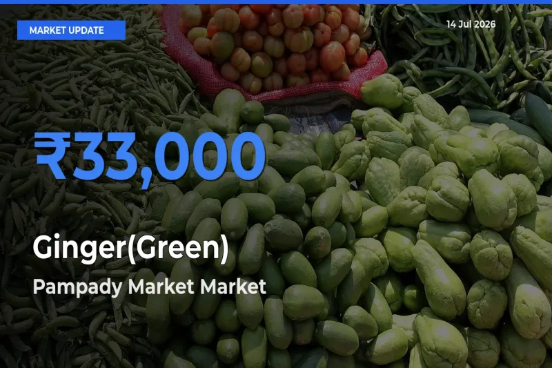 Ginger(Green) Mandi Rate Today: Pampady Market Tops the List