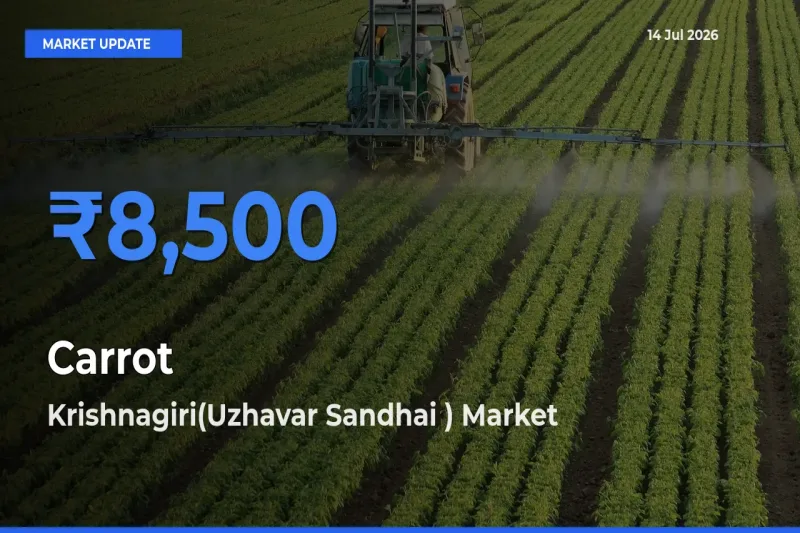 Market Watch: Krishnagiri(Uzhavar Sandhai ) Becomes Top Mandi for Carrot