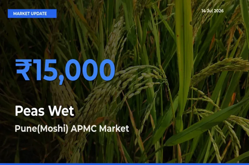 Market Watch: Pune(Moshi) APMC Becomes Top Mandi for Peas Wet