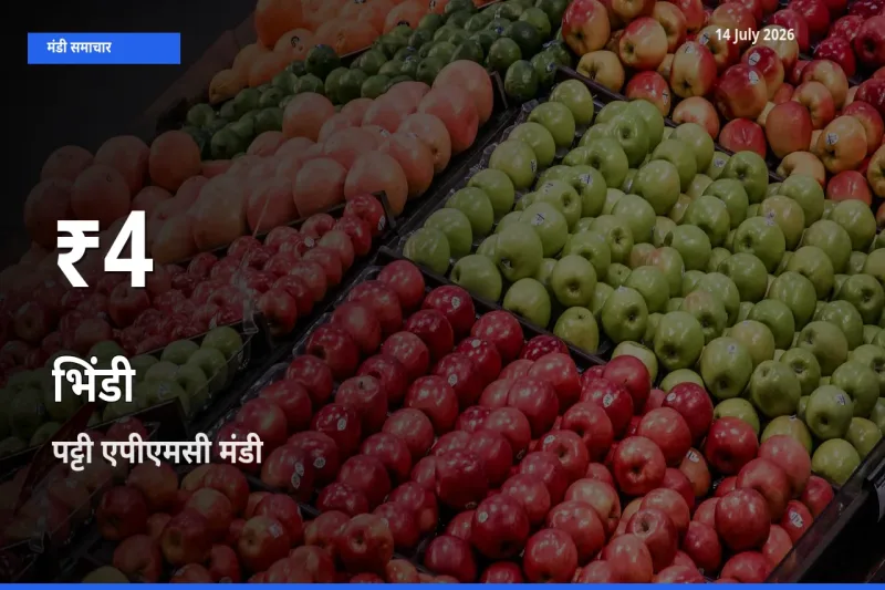 किसानों के लिए चिंता का विषय? भिंडी के दाम पट्टी एपीएमसी में 30 दिन के न्यूनतम स्तर पर