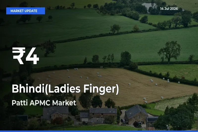 Bhindi(Ladies Finger) Falls to ₹4 in Patti APMC – 30-Day Lowest Rate