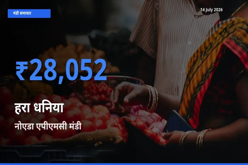 14 July अपडेट: हरा धनिया के सबसे ऊँचे दाम नोएडा एपीएमसी मंडी में