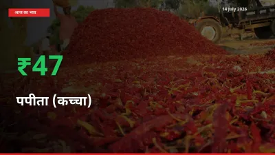 स्थानीय मंडी में पपीता (कच्चा) के दाम अचानक 47.29% उछले, किसान सतर्क