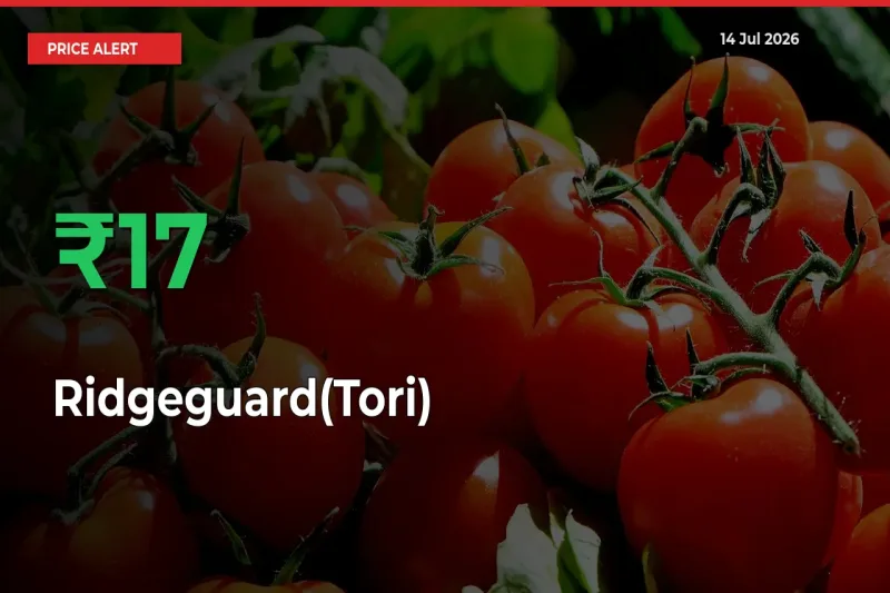 Big Rally! Ridgeguard(Tori) Climbs 16.88% in 24 Hours at Top Mandis