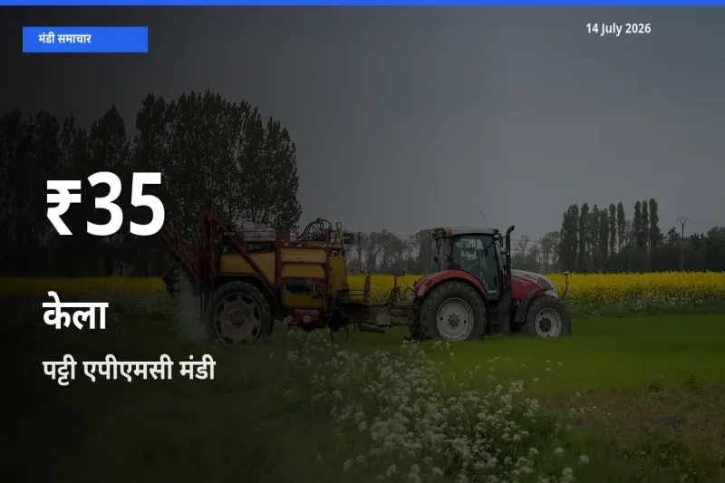 आज का मंडी भाव: पट्टी एपीएमसी में केला 30 दिन के सबसे कम स्तर पर