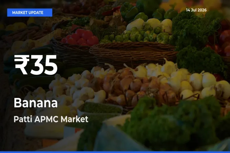 Why Banana Prices Slumped in Patti APMC – 30-Day Low Today