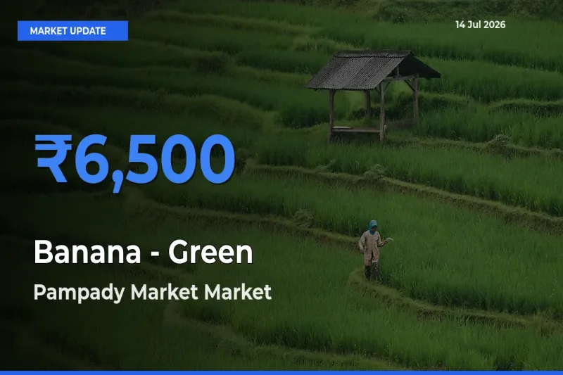 Banana - Green Mandi Rate Today: Pampady Market Tops the List