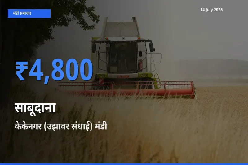 आज साबूदाना के सबसे ऊँचे दाम ₹4,800 केकेनगर (उझावर संधाई) मंडी में