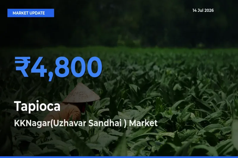 Market Watch: KKNagar(Uzhavar Sandhai ) Becomes Top Mandi for Tapioca