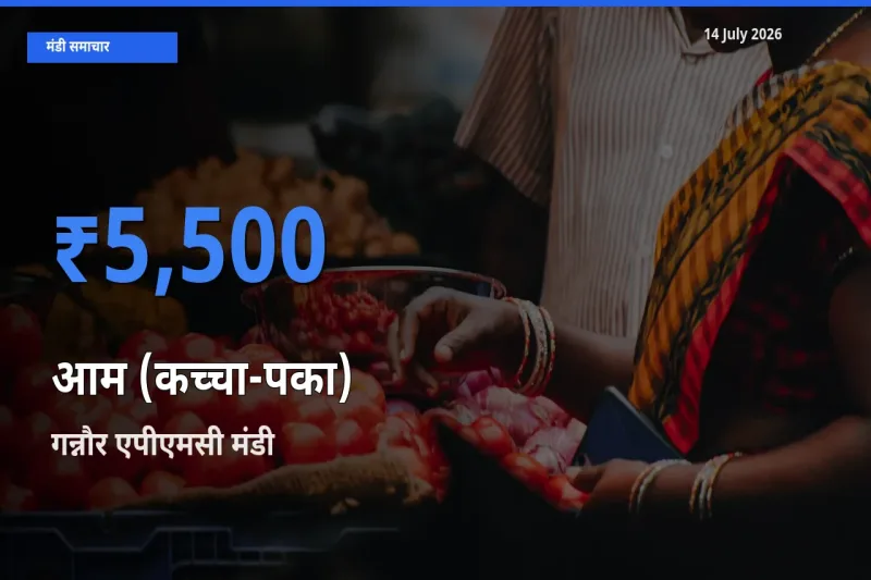 गन्नौर एपीएमसी में आम (कच्चा-पका) का आज सबसे ऊँचा भाव
