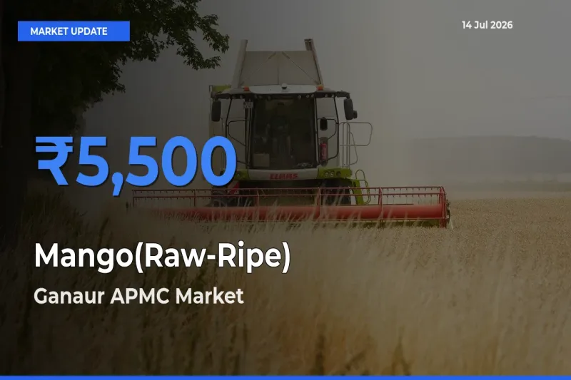 Ganaur APMC Records Highest ₹5,500 Rate for Mango(Raw-Ripe)