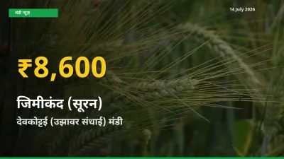 30 दिनों में सबसे ऊँचे स्तर पर जिमीकंद (सूरन) के दाम, देवकोट्टई (उझावर संधाई) में उछाल