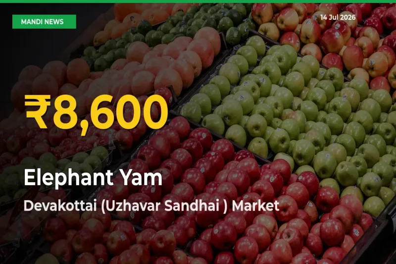 Elephant Yam Price Rally Continues – Devakottai (Uzhavar Sandhai ) Hits Fresh High Today