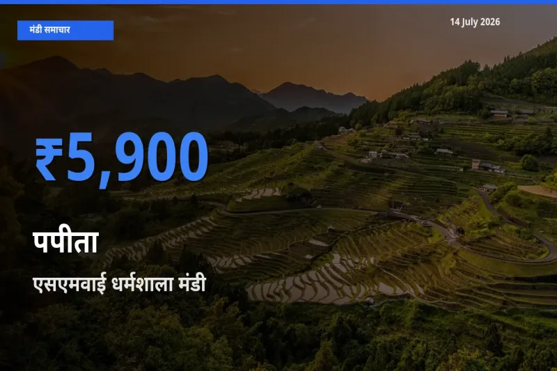 एसएमवाई धर्मशाला में पपीता का आज सबसे ऊँचा भाव