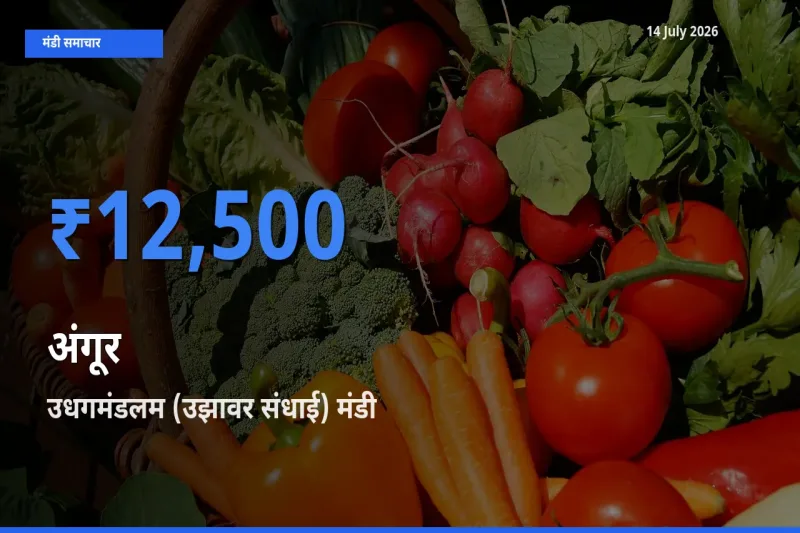 बाज़ार संकेत: उधगमंडलम (उझावर संधाई) बना अंगूर के लिए आज की टॉप मंडी