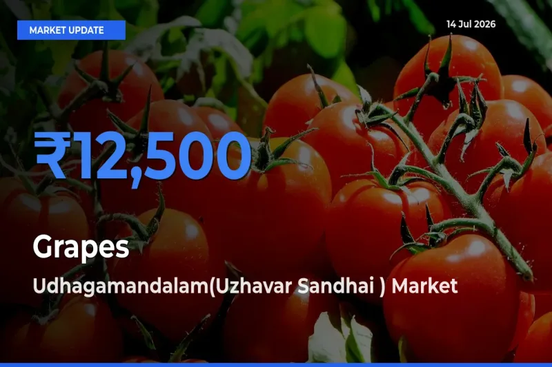 Udhagamandalam(Uzhavar Sandhai ) Tops Grapes Mandi Rates Today