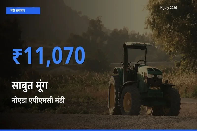 आज साबुत मूंग के सबसे ज़्यादा दाम नोएडा एपीएमसी मंडी में दर्ज
