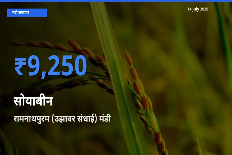 आज सोयाबीन के सबसे ऊँचे दाम ₹9,250 रामनाथपुरम (उझावर संधाई) मंडी में