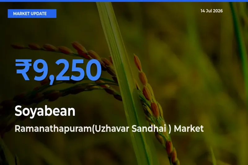 Top Performer! Ramanathapuram(Uzhavar Sandhai ) Offers Best Soyabean Price Today