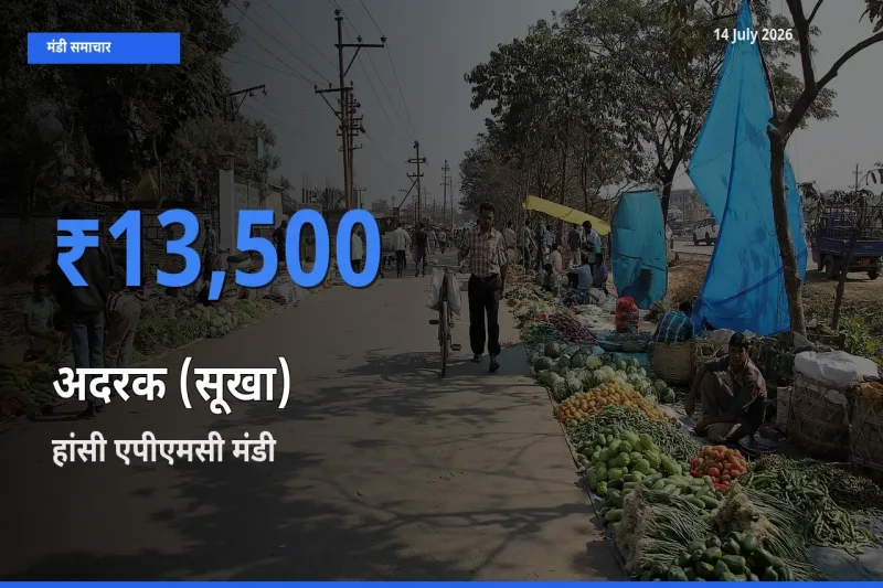 हांसी एपीएमसी मंडी में अदरक (सूखा) ₹13,500 पर पहुँचा – आज का सर्वोच्च भाव