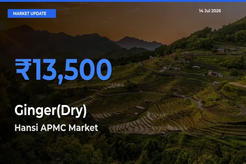 Farmers Prefer Hansi APMC as Ginger(Dry) Hits Highest Rate
