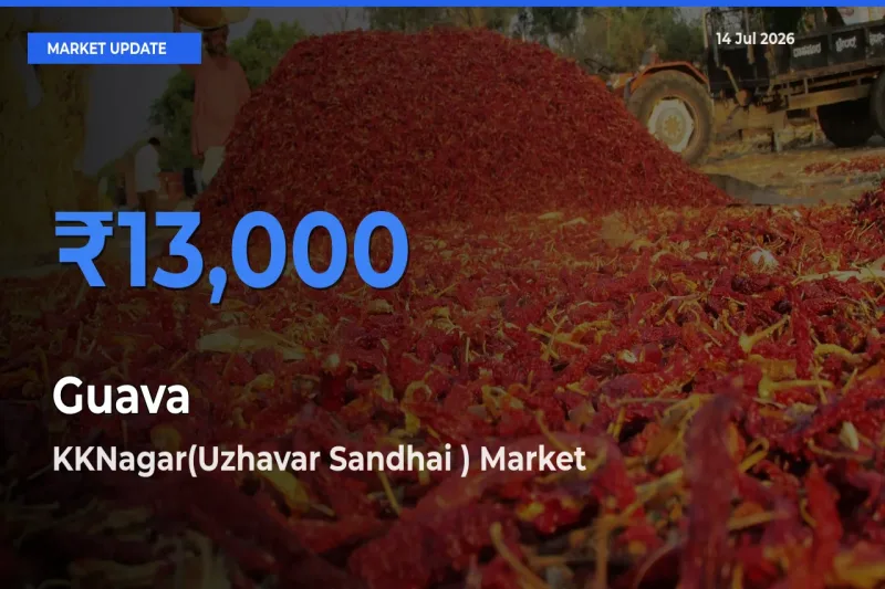 KKNagar(Uzhavar Sandhai ) Emerges as Top Mandi for Guava Prices Today