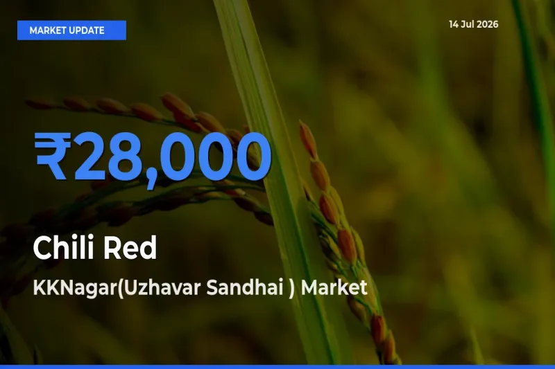 KKNagar(Uzhavar Sandhai ) Records Highest ₹28,000 Rate for Chili Red