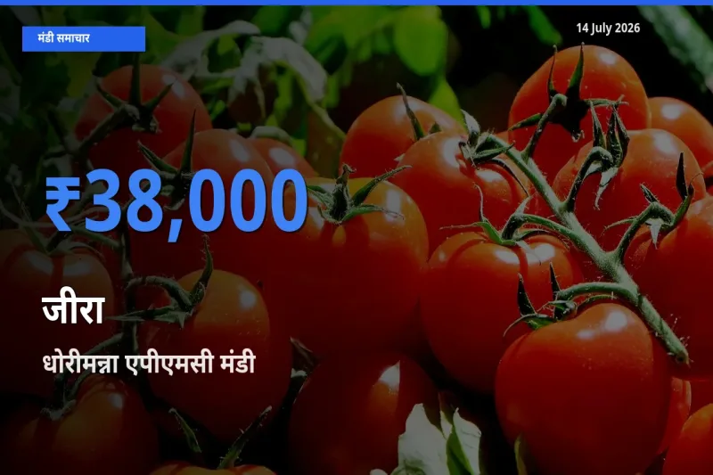धोरीमन्ना एपीएमसी में जीरा का आज सबसे ऊँचा भाव