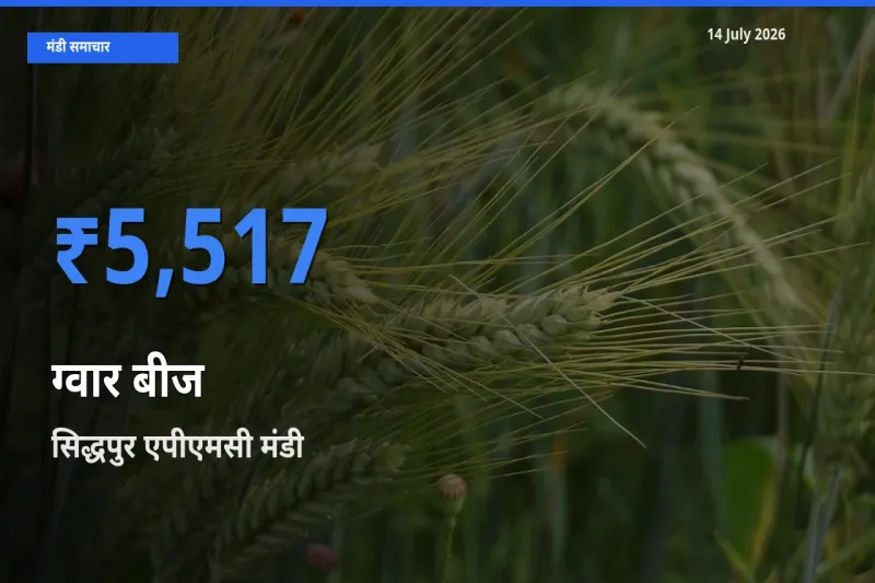 टॉप मंडी बना सिद्धपुर एपीएमसी! ग्वार बीज के सबसे ऊँचे दाम यहीं दर्ज