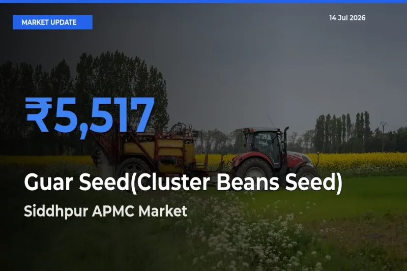 Market Watch: Siddhpur APMC Becomes Top Mandi for Guar Seed(Cluster Beans Seed)