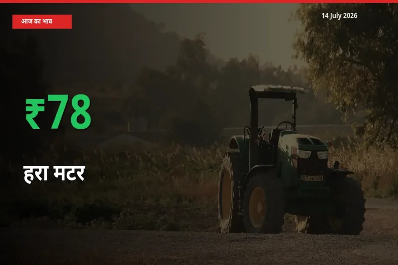 14 July अपडेट: हरा मटर के दाम मंडी में 77.52% उछले