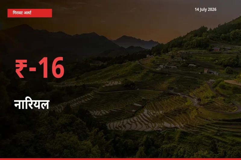 स्थानीय मंडी में नारियल के दाम अचानक 15.53% गिरे, किसानों की चिंता बढ़ी
