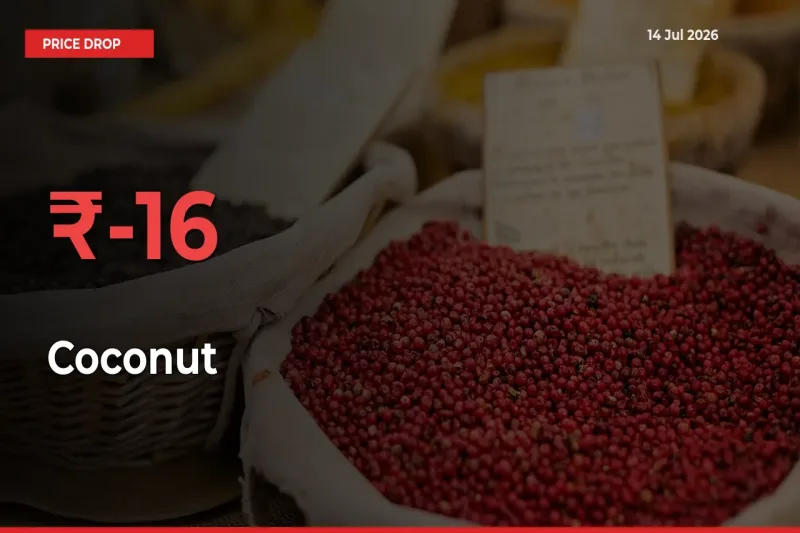 Sudden Shock! Coconut Drops 15.53% in 24 Hours at Top Mandis