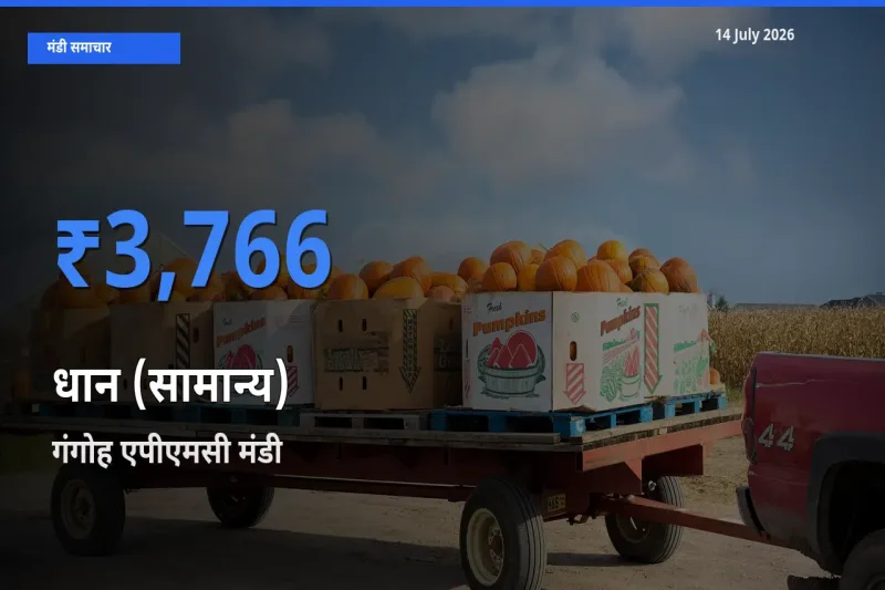 बाज़ार संकेत: गंगोह एपीएमसी बना धान (सामान्य) के लिए आज की टॉप मंडी