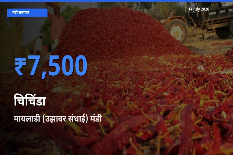 आज चिचिंडा के सबसे ऊँचे दाम ₹7,500 मायलाडी (उझावर संधाई) मंडी में