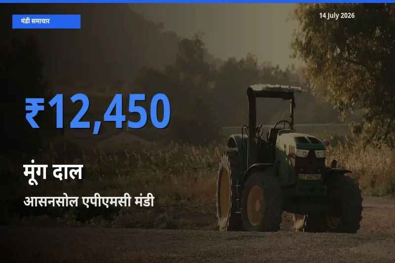 आज मूंग दाल के सबसे ऊँचे दाम ₹12,450 आसनसोल एपीएमसी मंडी में