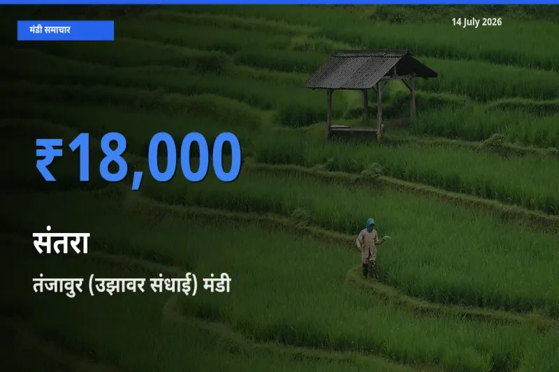 आज संतरा के सबसे ऊँचे दाम ₹18,000 तंजावुर (उझावर संधाई) मंडी में