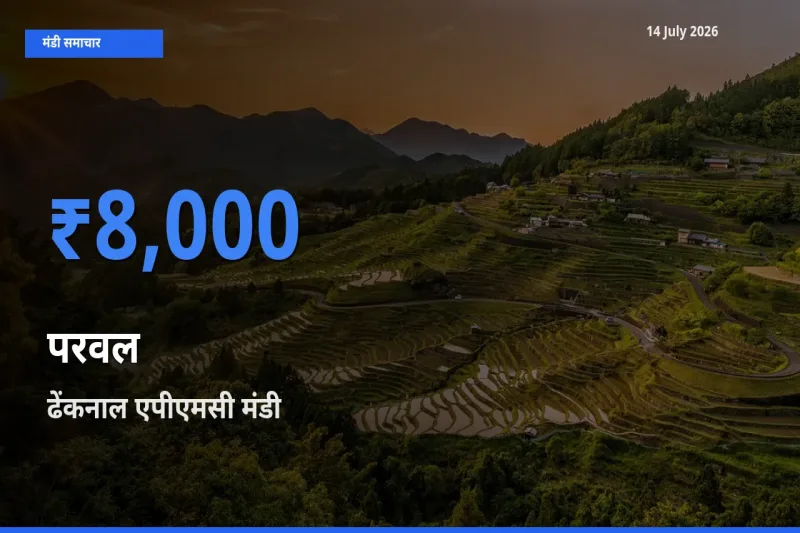 ढेंकनाल एपीएमसी में परवल का आज सबसे ऊँचा भाव