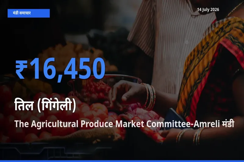 आज तिल (गिंगेली) के सबसे ज़्यादा दाम The Agricultural Produce Market Committee-Amreli मंडी में दर्ज