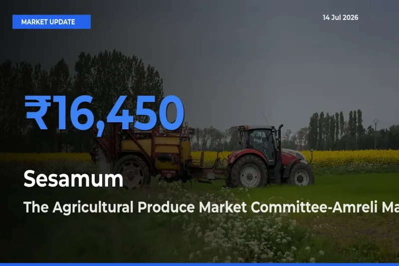 Market Watch: The Agricultural Produce Market Committee-Amreli Becomes Top Mandi for Sesamum