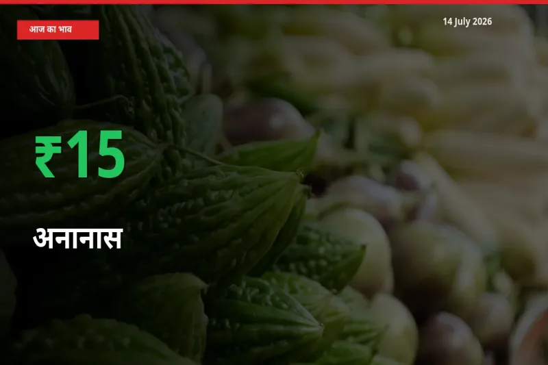 तेज़ तेजी! मंडी में अनानास के दाम 15.44% चढ़े