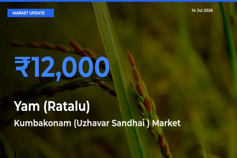 Kumbakonam (Uzhavar Sandhai ) Offers ₹12,000 – Highest Yam (Ratalu) Rate Today
