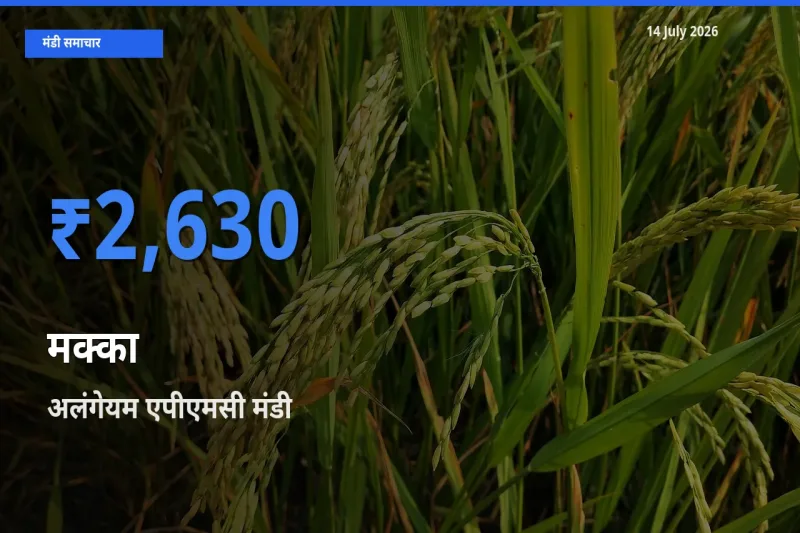 अलंगेयम एपीएमसी में मक्का का आज सबसे ऊँचा भाव