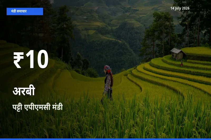 किसानों के लिए चिंता का विषय? अरबी के दाम पट्टी एपीएमसी में 30 दिन के न्यूनतम स्तर पर